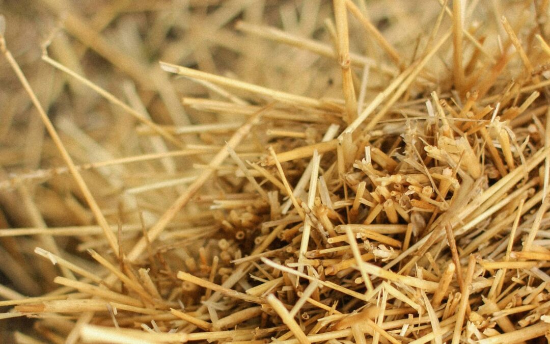 ERICEBiogenic carbon stored in Eco Rice insulation coats for EU buildings