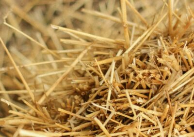 ERICEBiogenic carbon stored in Eco Rice insulation coats for EU buildings