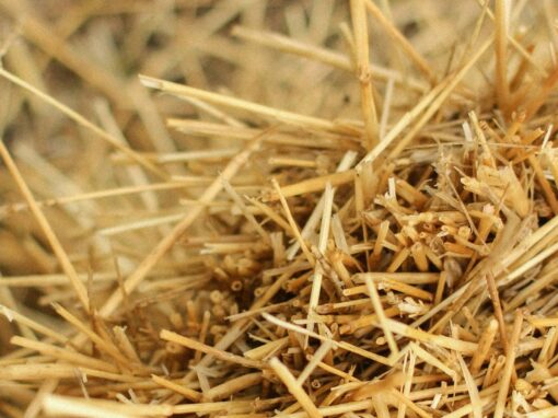 <b>ERICE</b><br>Biogenic carbon stored in Eco Rice insulation coats for EU buildings<br>